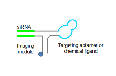 3WJ – targeting ligand-siBRCAA1